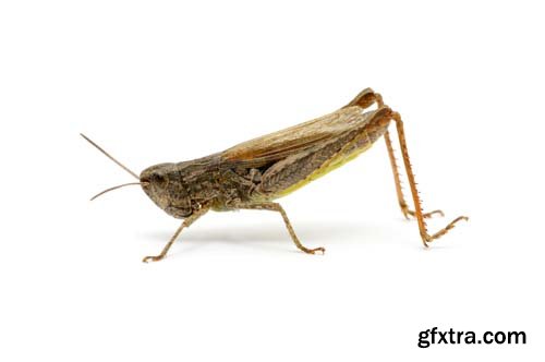 Grasshopper Isolated - 7xJPGs