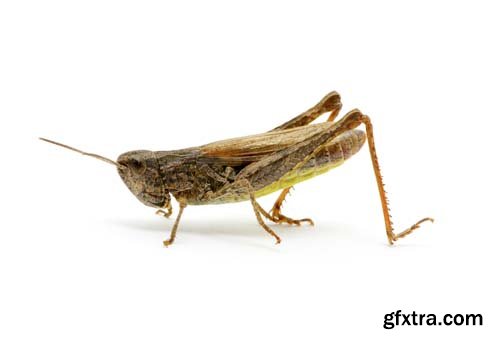 Grasshopper Isolated - 7xJPGs