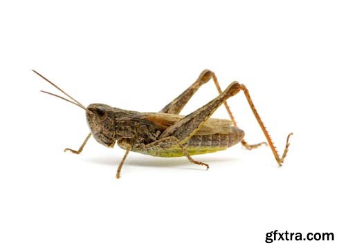 Grasshopper Isolated - 7xJPGs