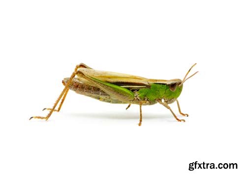 Grasshopper Isolated - 7xJPGs