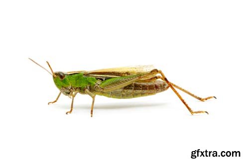 Grasshopper Isolated - 7xJPGs