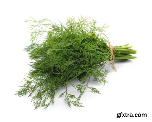 Green Dill Isolated - 10xJPGs