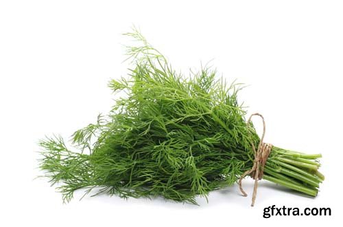 Green Dill Isolated - 10xJPGs