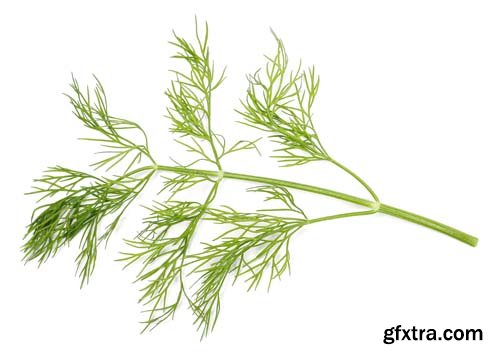 Green Dill Isolated - 10xJPGs