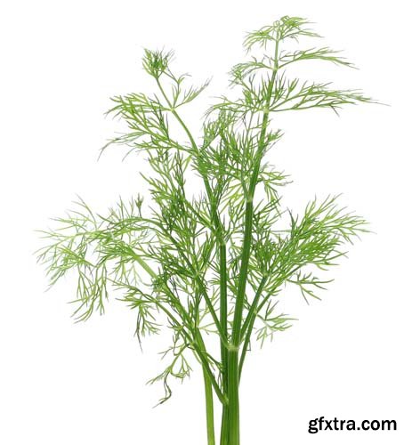 Green Dill Isolated - 10xJPGs