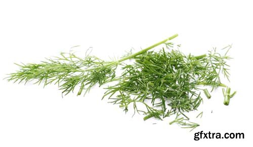 Green Dill Isolated - 10xJPGs