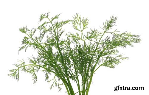 Green Dill Isolated - 10xJPGs