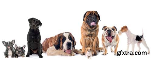 Group Of Dog Isolated - 10xJPGs