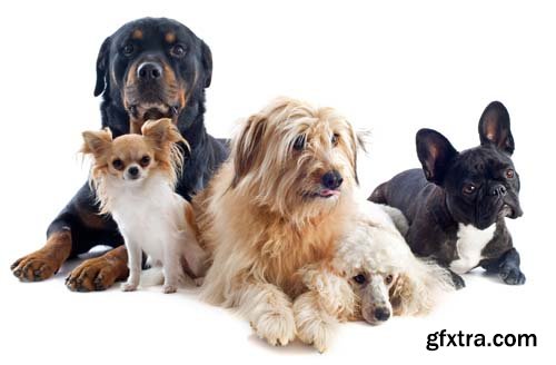 Group Of Dog Isolated - 10xJPGs