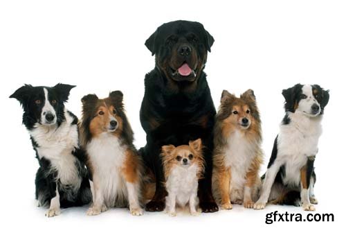 Group Of Dog Isolated - 10xJPGs