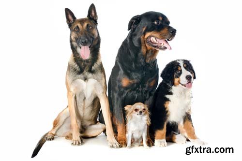 Group Of Dog Isolated - 10xJPGs