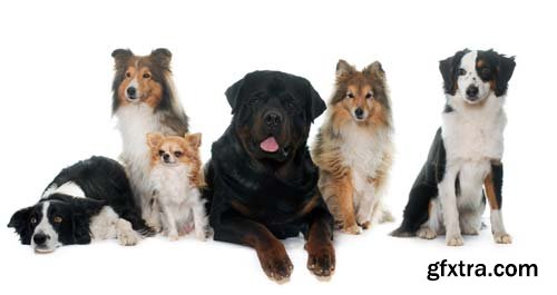 Group Of Dog Isolated - 10xJPGs