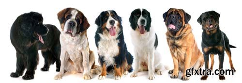 Group Of Dog Isolated - 10xJPGs