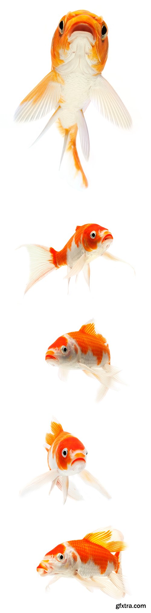 Koi Fish Isolated - 9xJPGs