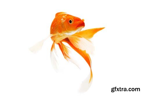 Koi Fish Isolated - 9xJPGs