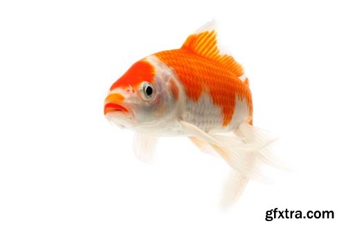 Koi Fish Isolated - 9xJPGs