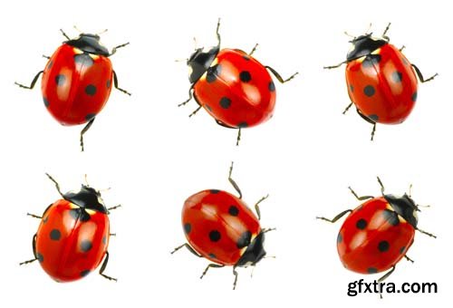 Ladybugs Isolated - 13xJPGs