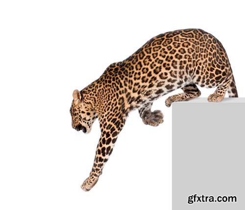 Leopard Isolated - 10xJPGs