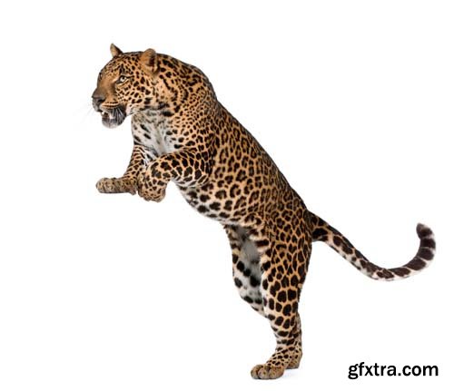 Leopard Isolated - 10xJPGs