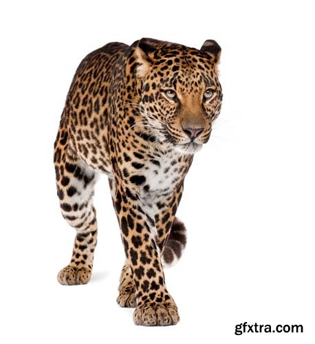 Leopard Isolated - 10xJPGs