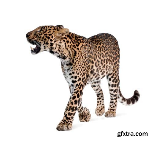 Leopard Isolated - 10xJPGs