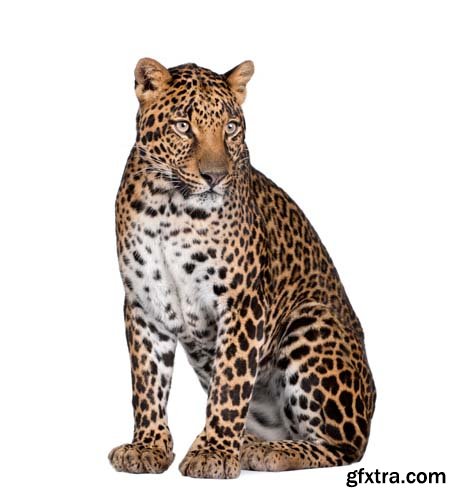 Leopard Isolated - 10xJPGs