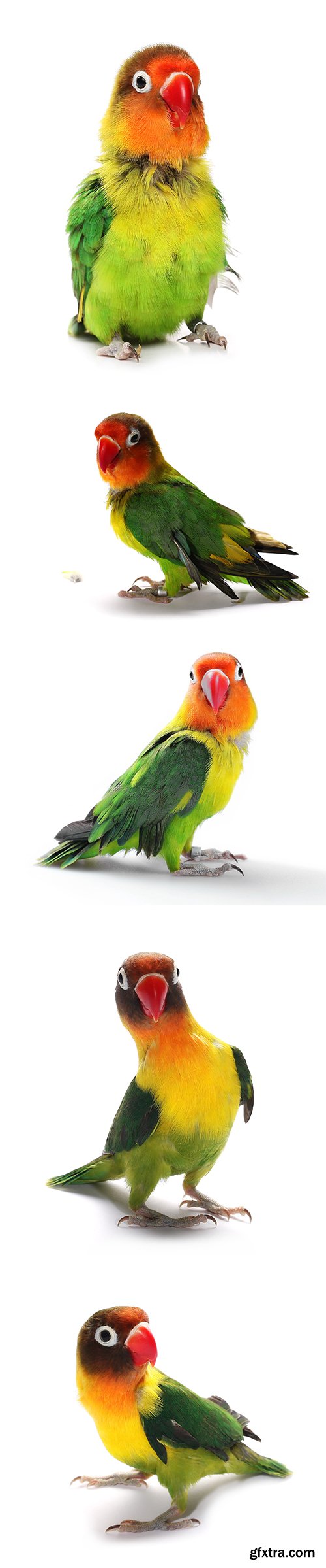 Lovebird Isolated - 15xJPGs