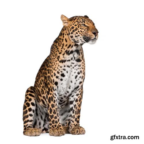 Leopard Isolated - 10xJPGs