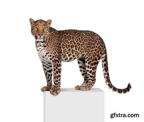 Leopard Isolated - 10xJPGs