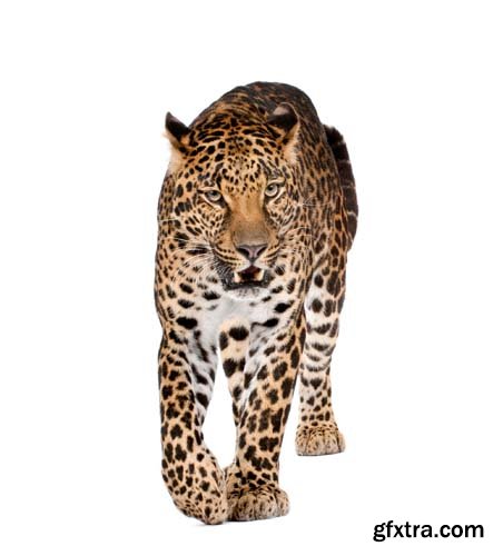 Leopard Isolated - 10xJPGs