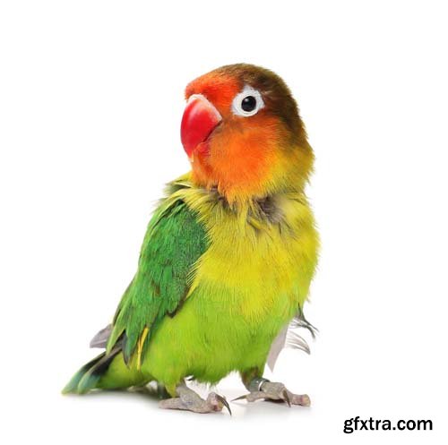 Lovebird Isolated - 15xJPGs