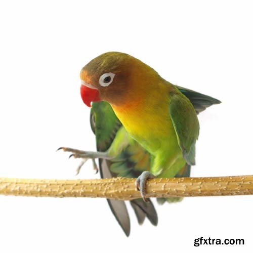 Lovebird Isolated - 15xJPGs