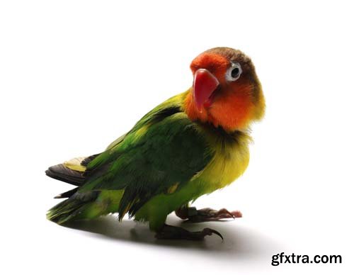 Lovebird Isolated - 15xJPGs