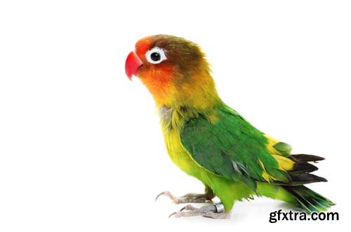 Lovebird Isolated - 15xJPGs