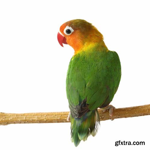 Lovebird Isolated - 15xJPGs