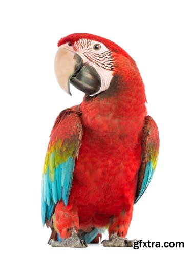 Macaw Isolated - 15xJPGs