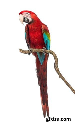 Macaw Isolated - 15xJPGs