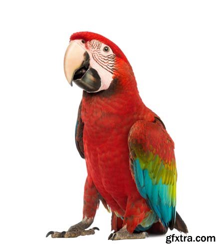 Macaw Isolated - 15xJPGs