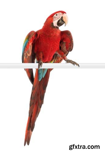 Macaw Isolated - 15xJPGs