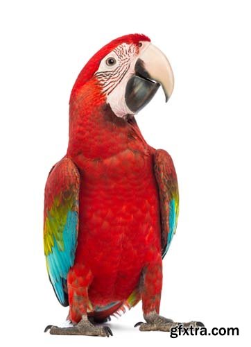 Macaw Isolated - 15xJPGs