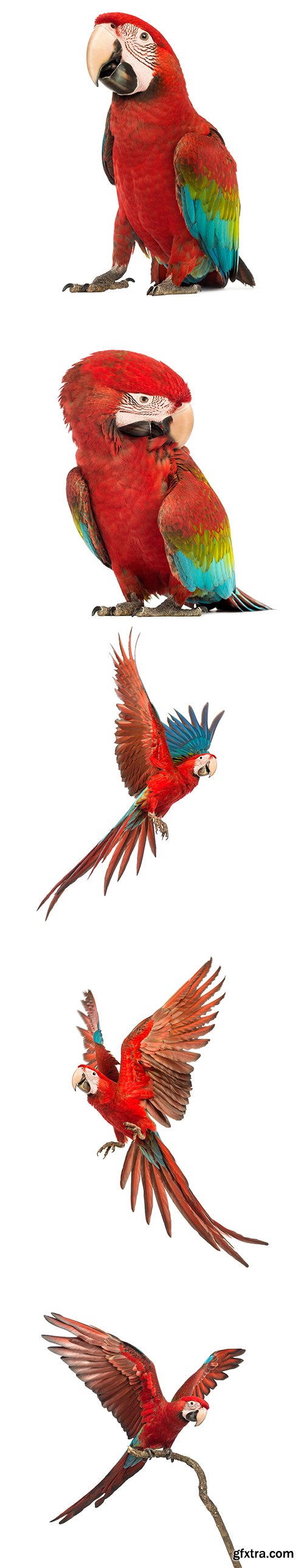 Macaw Isolated - 15xJPGs