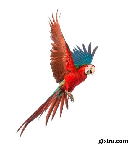 Macaw Isolated - 15xJPGs