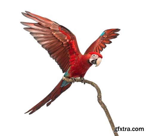 Macaw Isolated - 15xJPGs