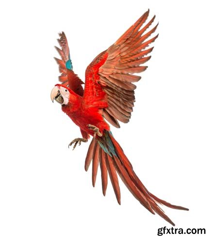 Macaw Isolated - 15xJPGs