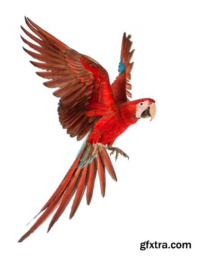 Macaw Isolated - 15xJPGs