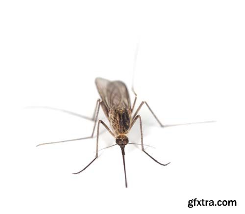 Mosquito Isolated - 10xJPGs