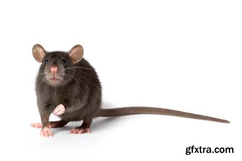 Rat Isolated - 11xJPGs