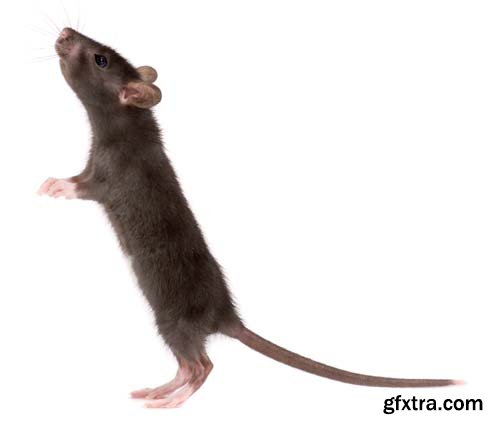 Rat Isolated - 11xJPGs