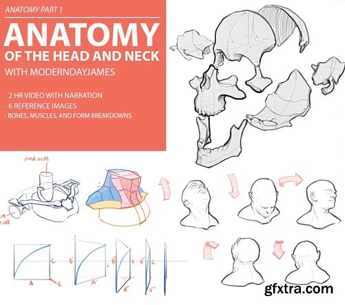 Gumroad - ANATOMY 1: HEAD AND NECK