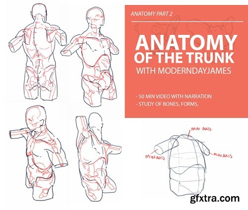 Gumroad - ANATOMY 2: BONES AND MUSCLES OF THE TRUNK